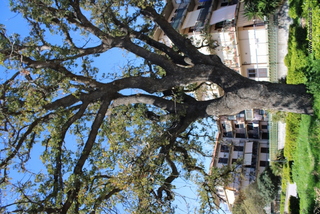Quercia Filangeri